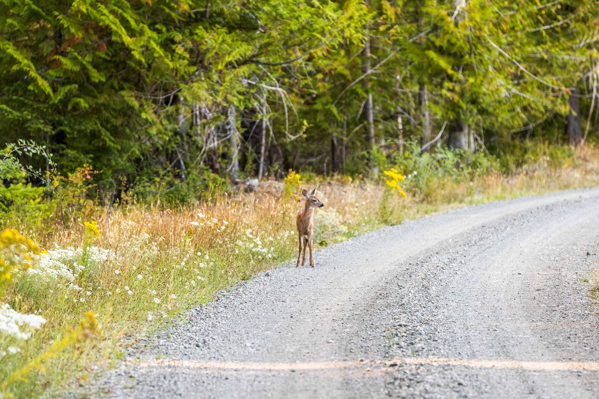  at Lot 1 Wavell Road, Union Bay/Fanny Bay, Comox Valley