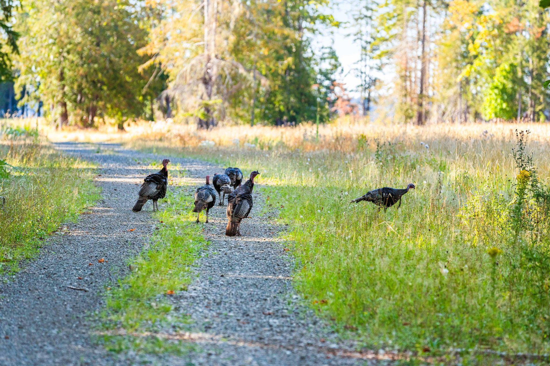  at Lot 1 Wavell Road, Union Bay/Fanny Bay, Comox Valley
