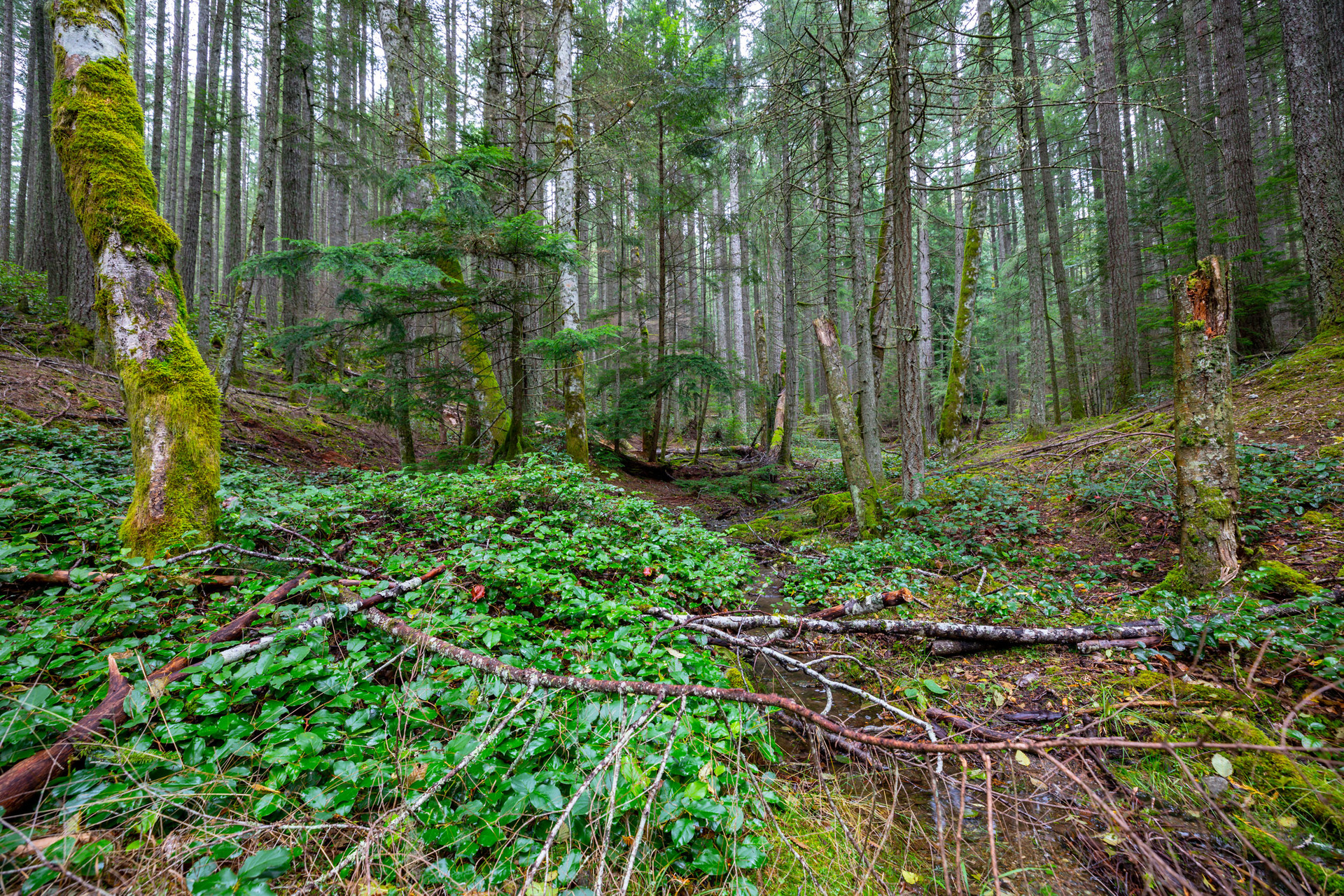 at 117 Skywater Hollow, Salt Spring, Gulf Islands at 117 Skywater Hollow, Salt Spring, Gulf Islands