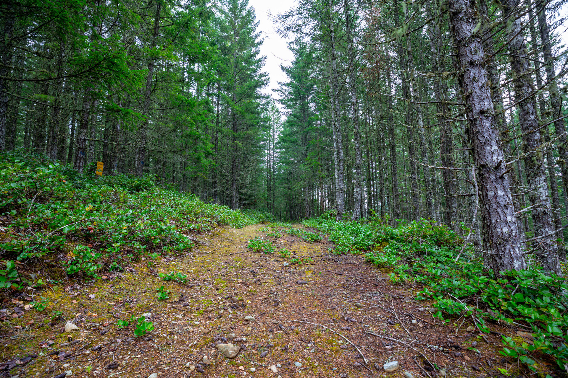 at 117 Skywater Hollow, Salt Spring, Gulf Islands at 117 Skywater Hollow, Salt Spring, Gulf Islands