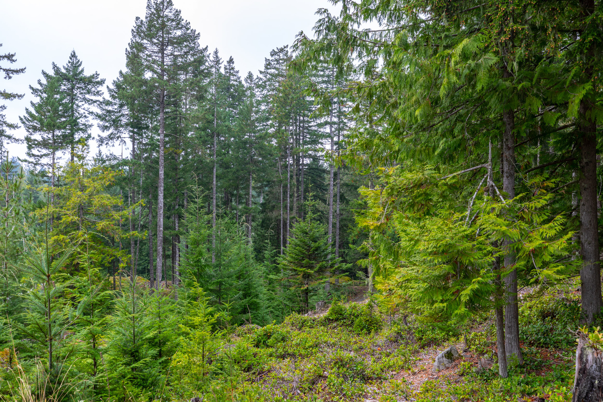 at 117 Skywater Hollow, Salt Spring, Gulf Islands at 117 Skywater Hollow, Salt Spring, Gulf Islands