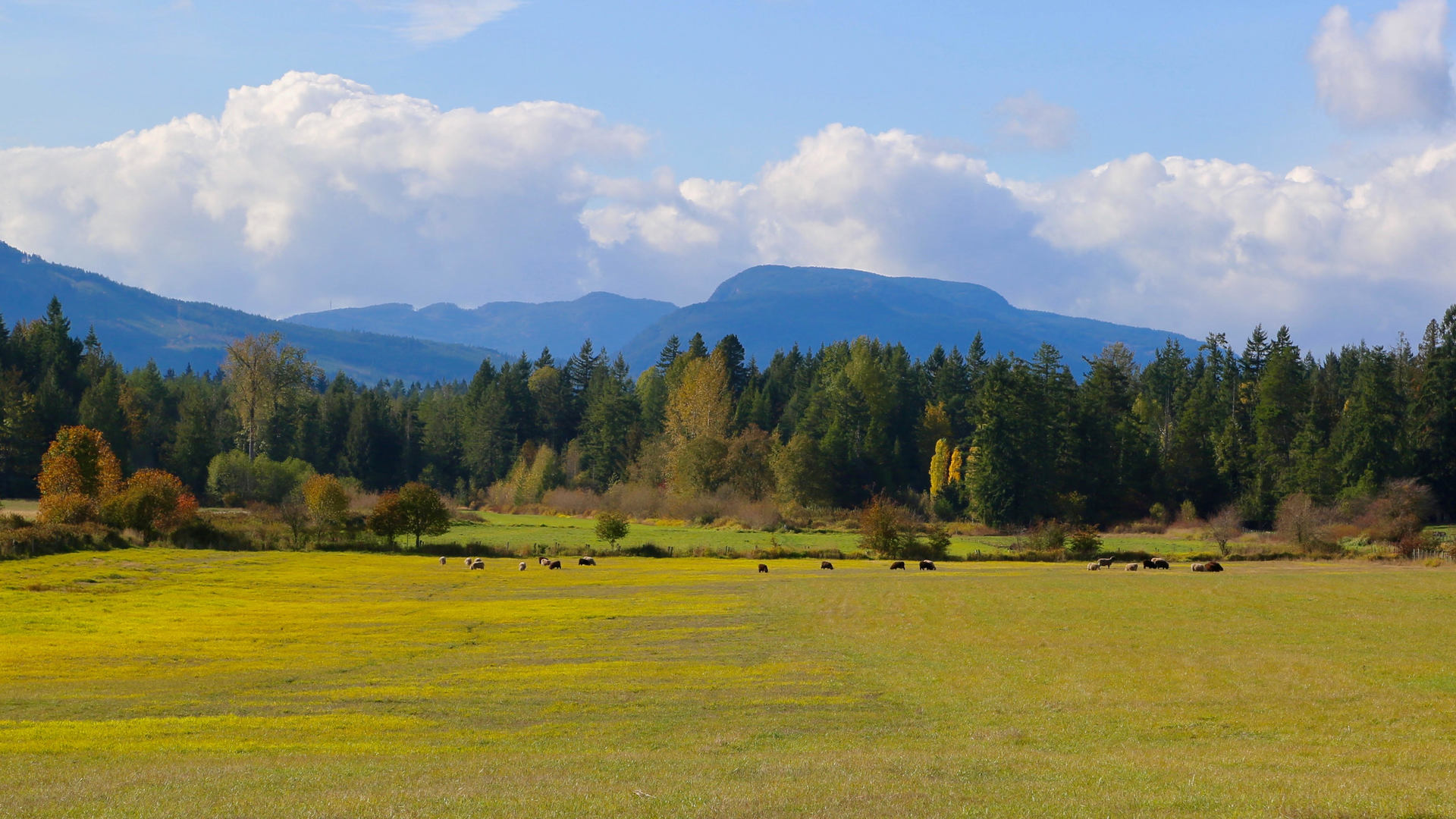 at 1661 & 1697 Errington Road, Errington/Coombs/Hilliers, Oceanside  at 1661 & 1697 Errington Road, Errington/Coombs/Hilliers, Oceanside