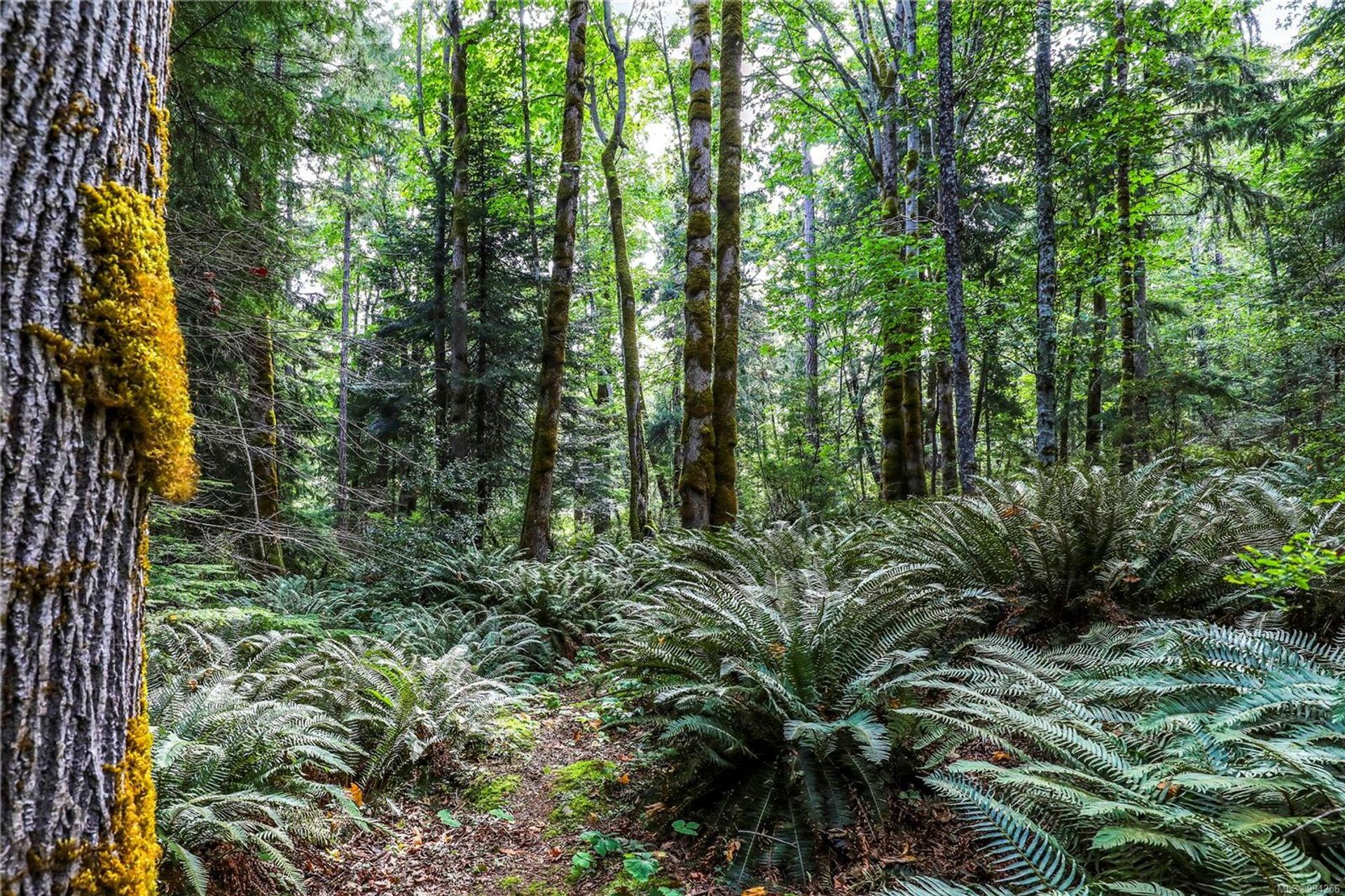 lot-2-eagles-courtenay-north-comox-valley-16 at Lot 2 Eagles Drive, Courtenay North, Comox Valley