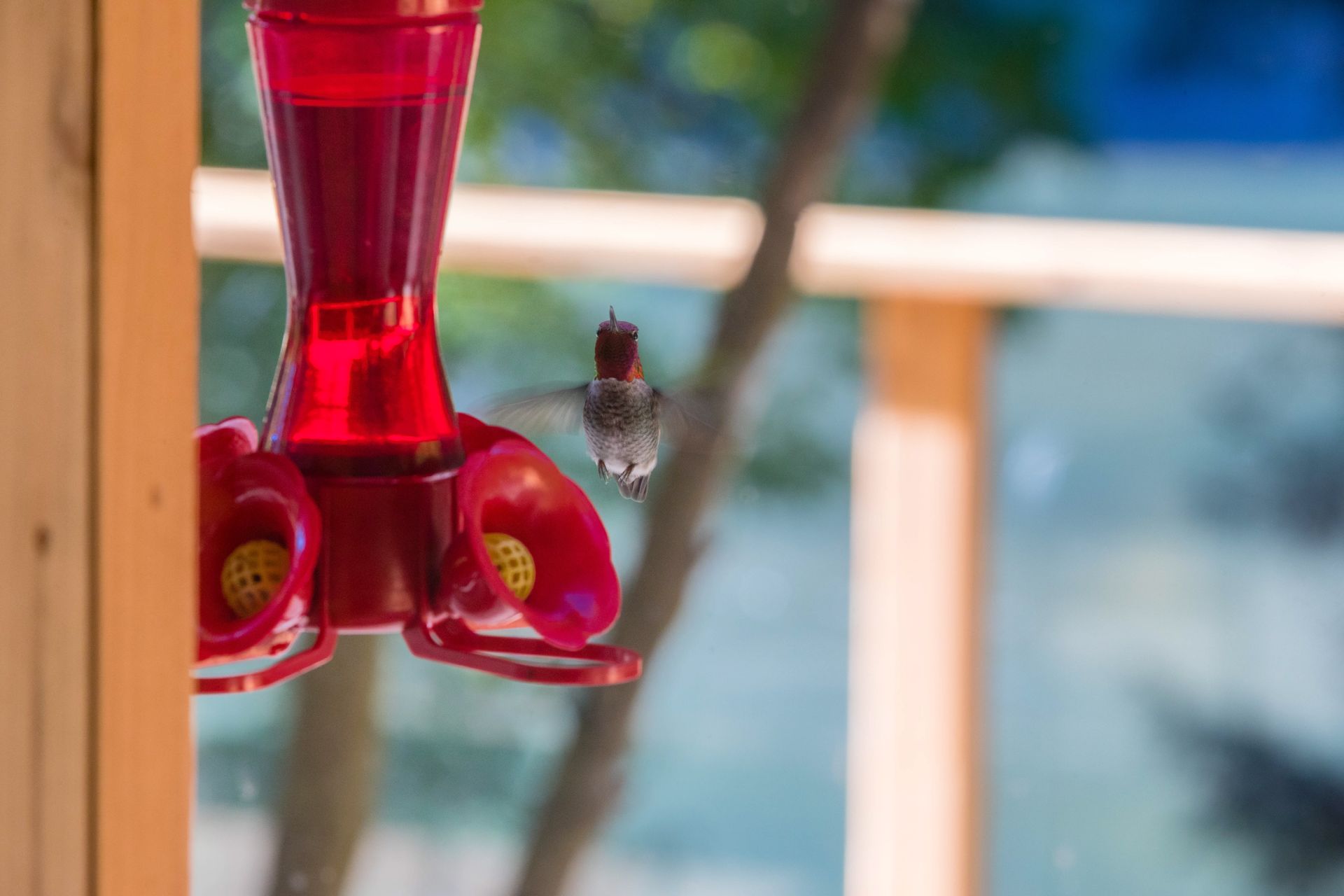 Home to many species of birds at 1709 Falcon Heights Road, Goldstream, Langford