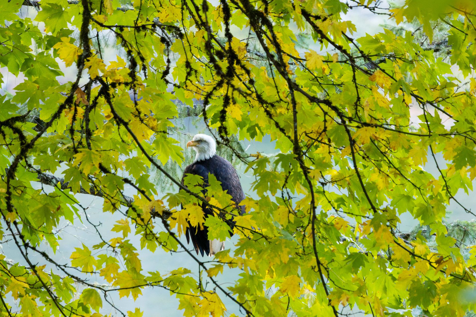 Plentiful local wildlife at 1709 Falcon Heights Road, Goldstream, Langford