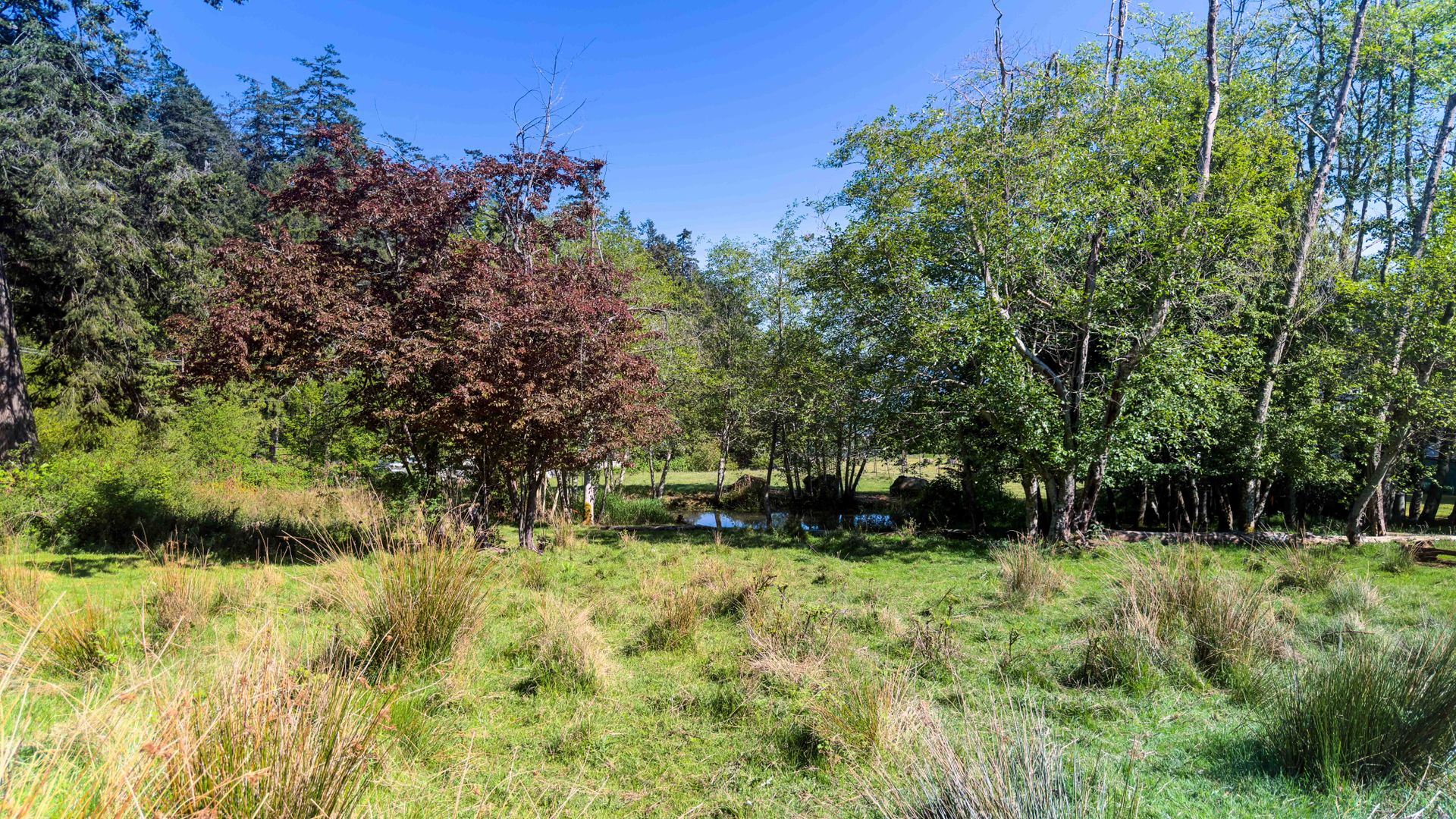 Natural pond at 265 Lower Ganges Road, Salt Spring, Gulf Islands