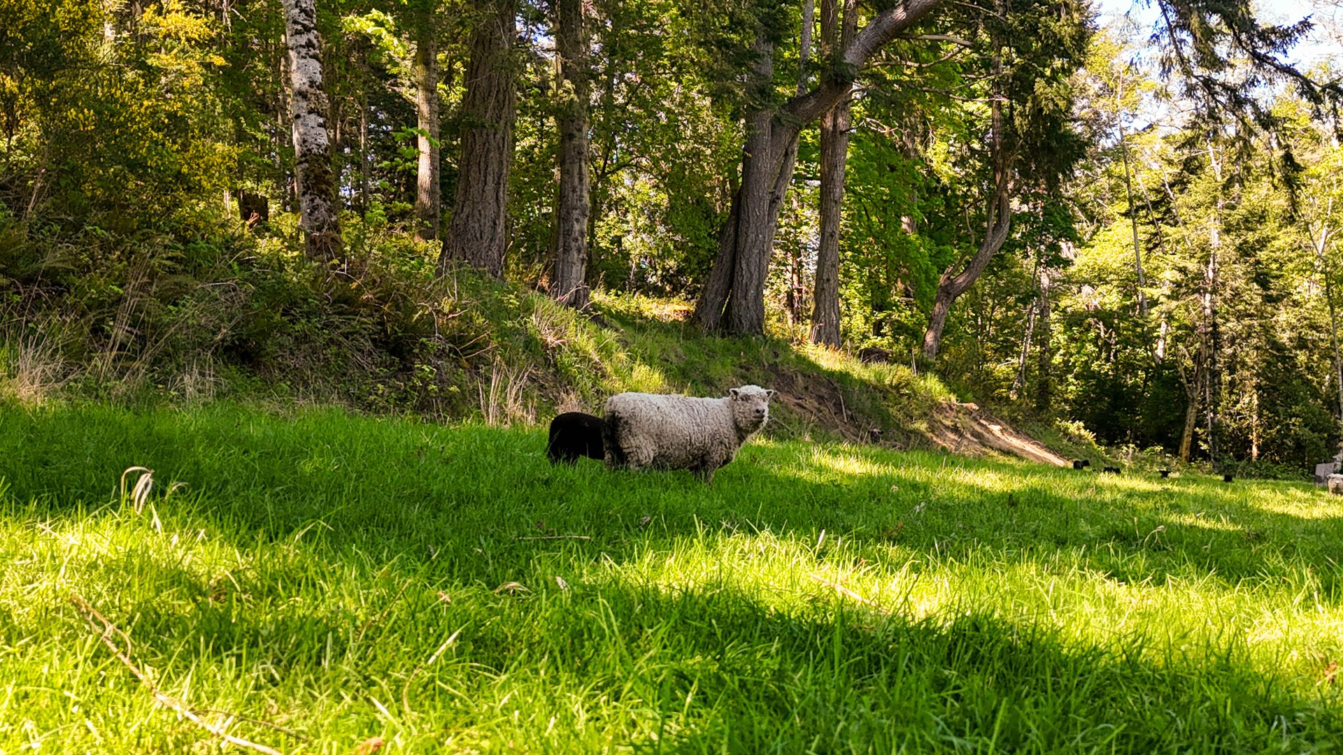  at 265 Lower Ganges Road, Salt Spring, Gulf Islands