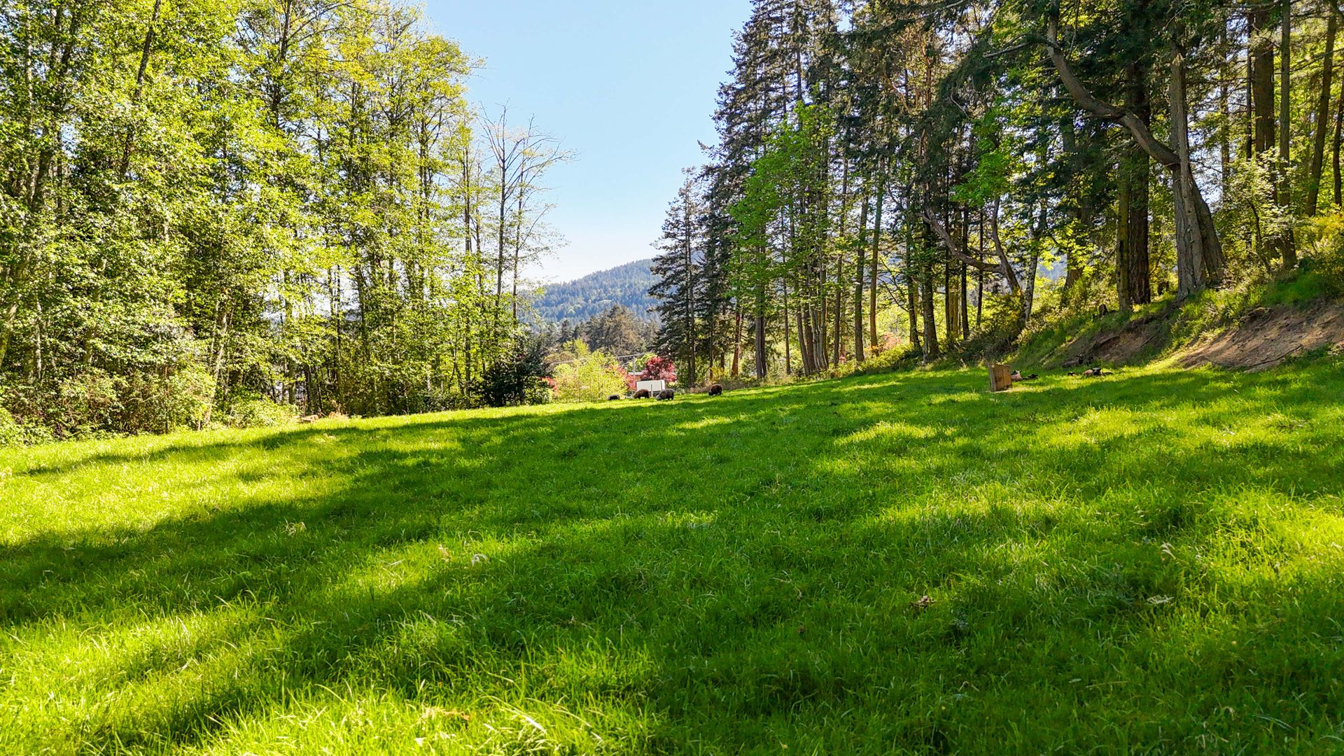 Plenty of pasture space at 265 Lower Ganges Road, Salt Spring, Gulf Islands