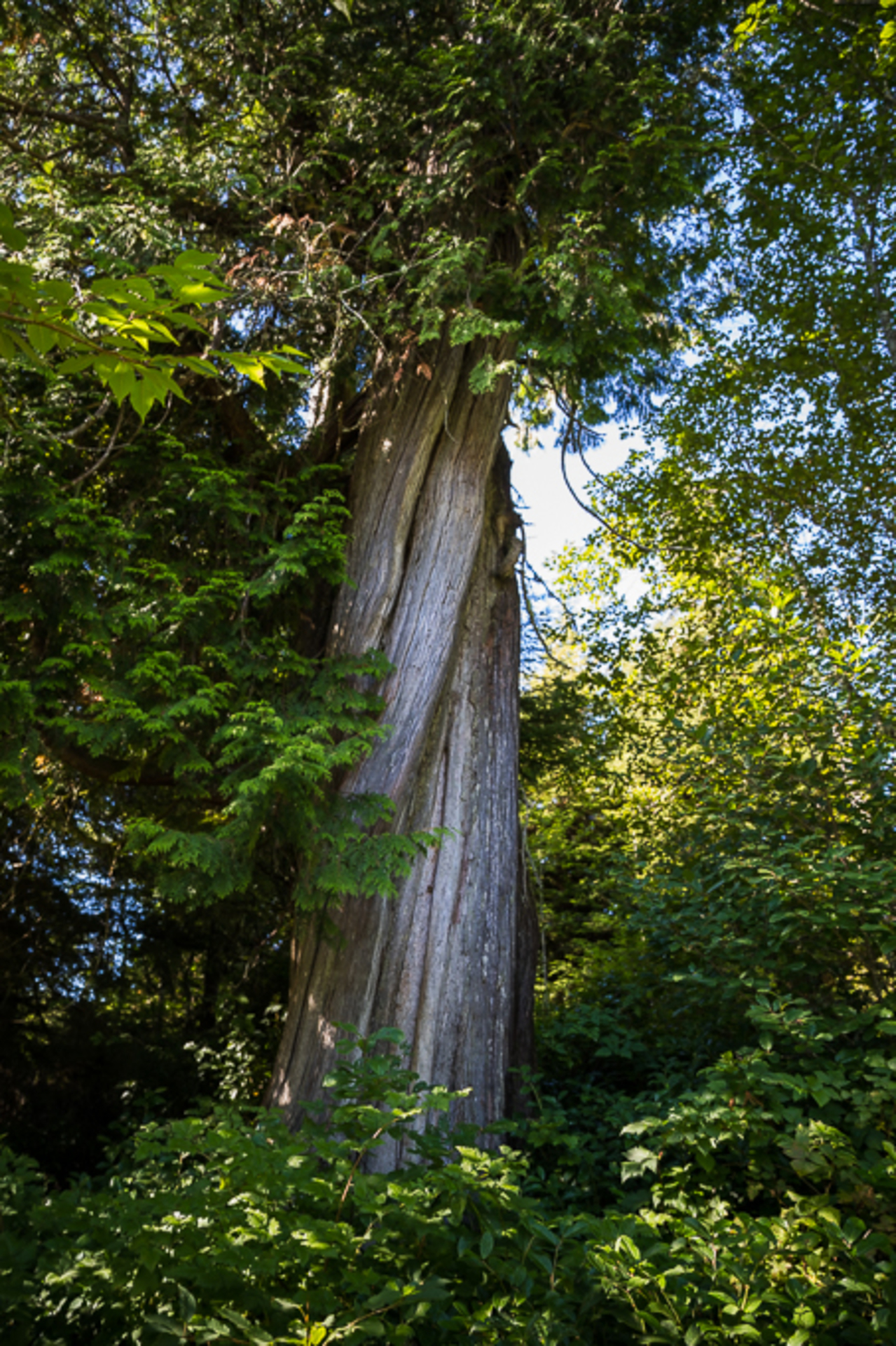 at 1174 Lynn Road, Tofino, Port Alberni and West Coast at 1174 Lynn Road, Tofino, Port Alberni and West Coast