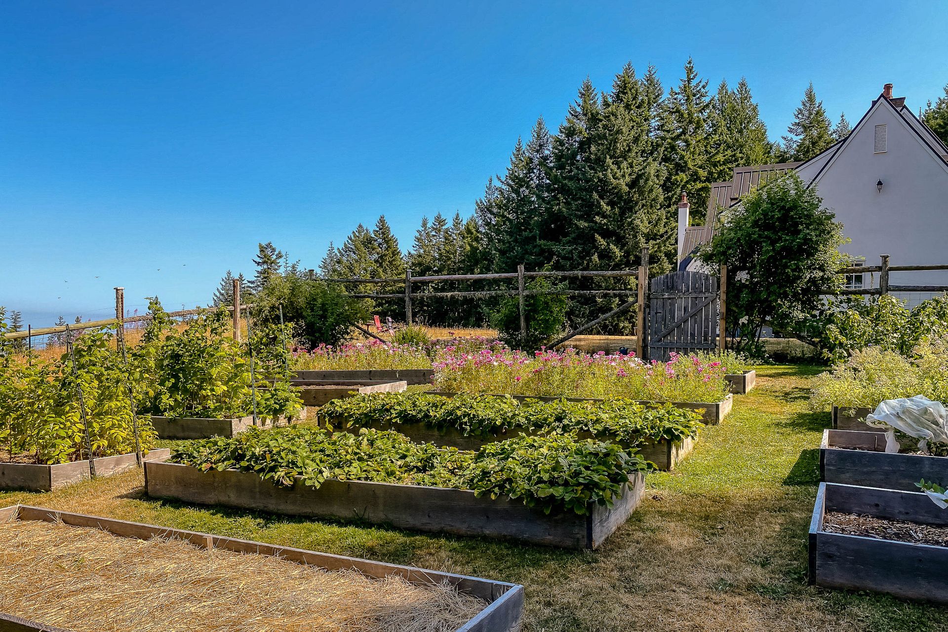 Large fenced garden at 377 Seymour Heights, Salt Spring, Gulf Islands