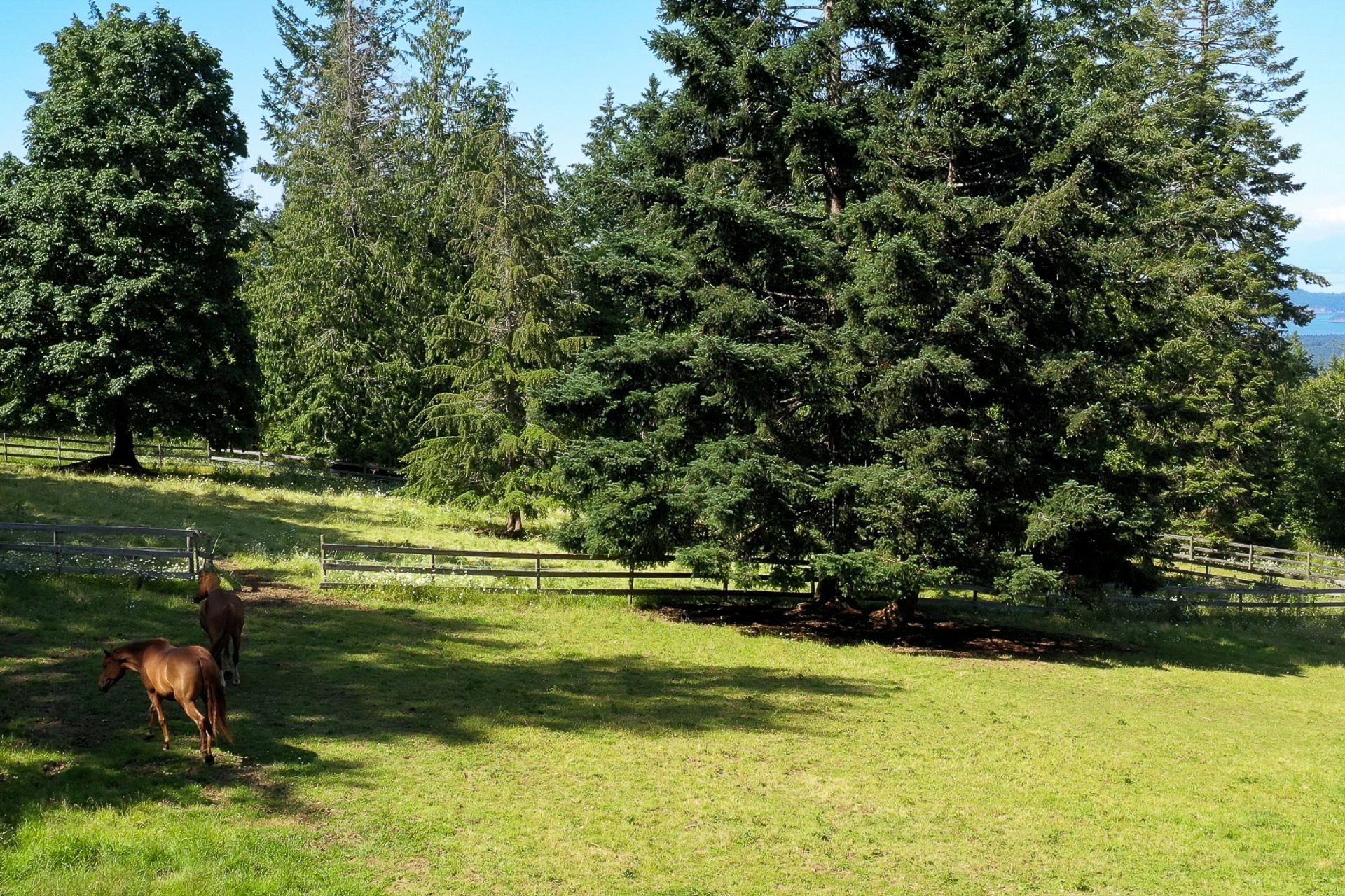 Two horse pastures at 377 Seymour Heights, Salt Spring, Gulf Islands