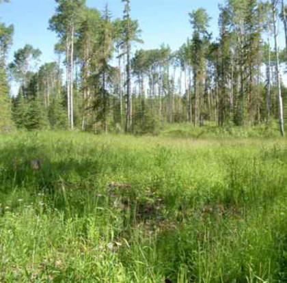 Sheridan Lake Real Estate at Lot 10 Kingfisher Road, Bridge Lake/Sheridan Lake, Cariboo