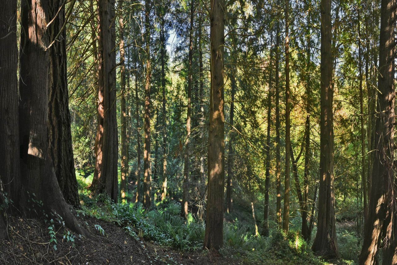 586-bals-lane-gibsons-area-sunshine-coast-26 at 586 Bals Lane, Gibsons & Area, Sunshine Coast