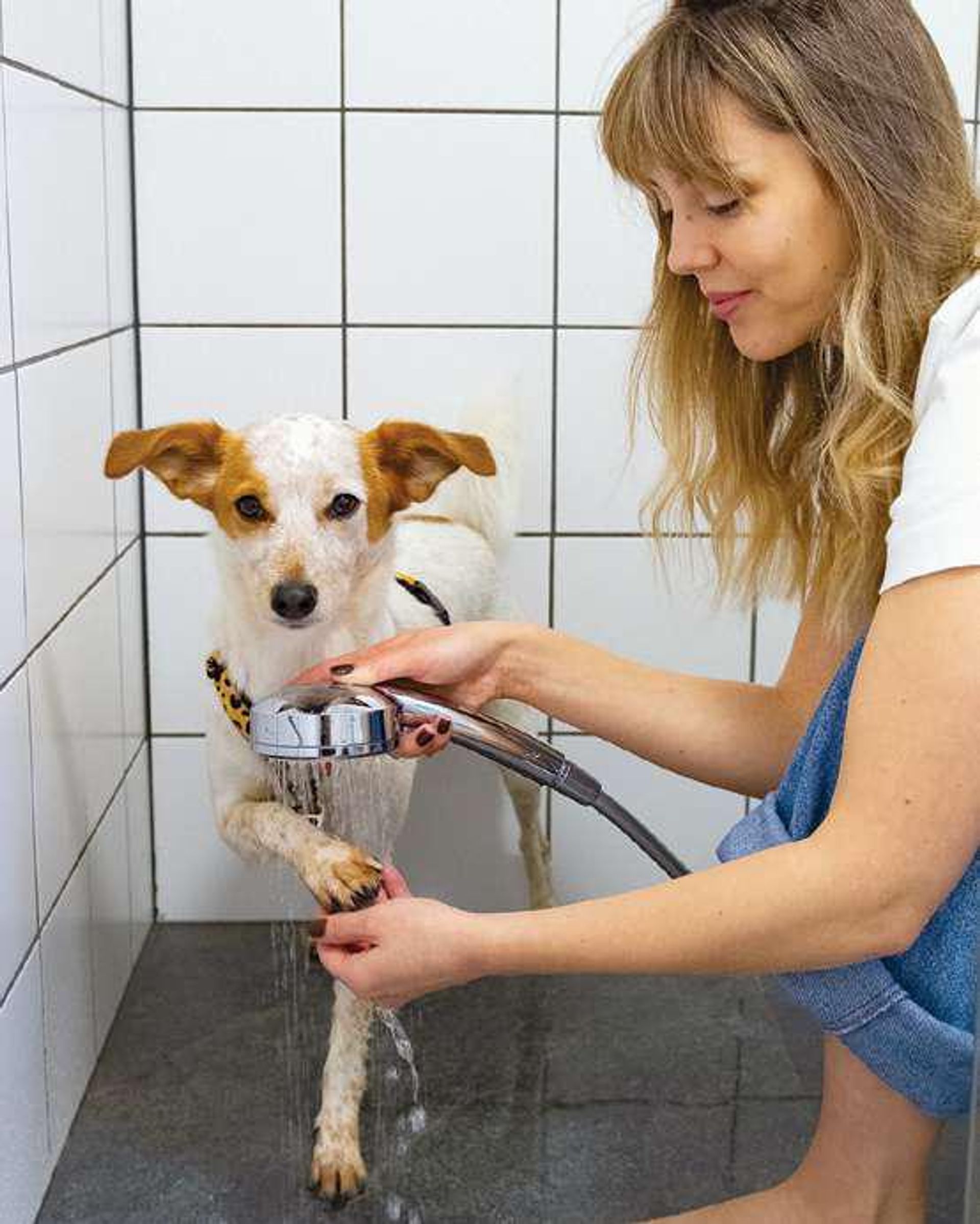 bridge-city-pet-wash-room at 11151 Bolivar Road, Surrey bridge-city-pet-wash-room at 11151 Bolivar Road, Surrey