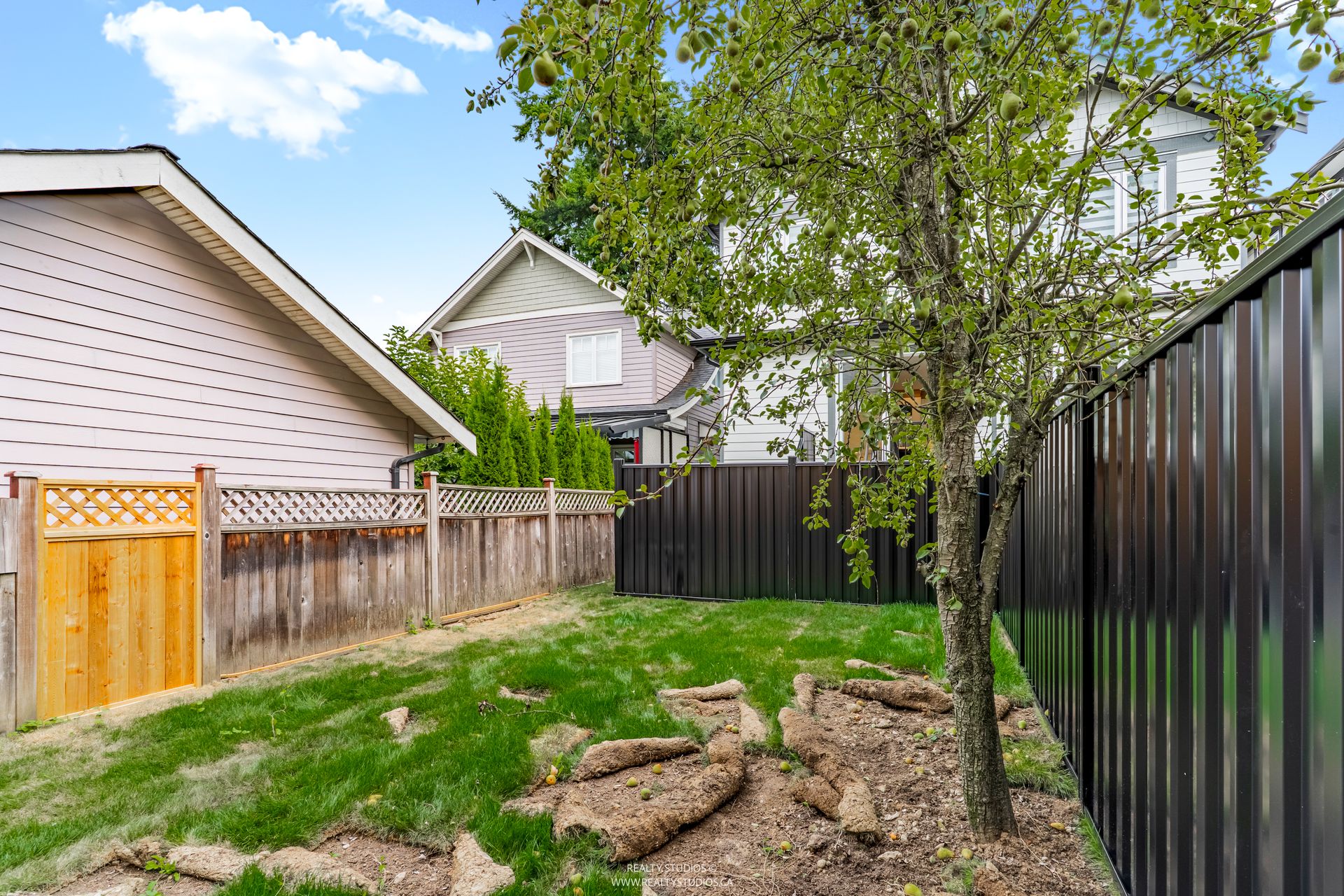 Pear tree at 1 - 5221 Clarendon Street, Collingwood VE, Vancouver East Pear tree at 1 - 5221 Clarendon Street, Collingwood VE, Vancouver East