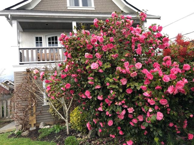 262680391-38 at 528 8th Street E, North Vancouver