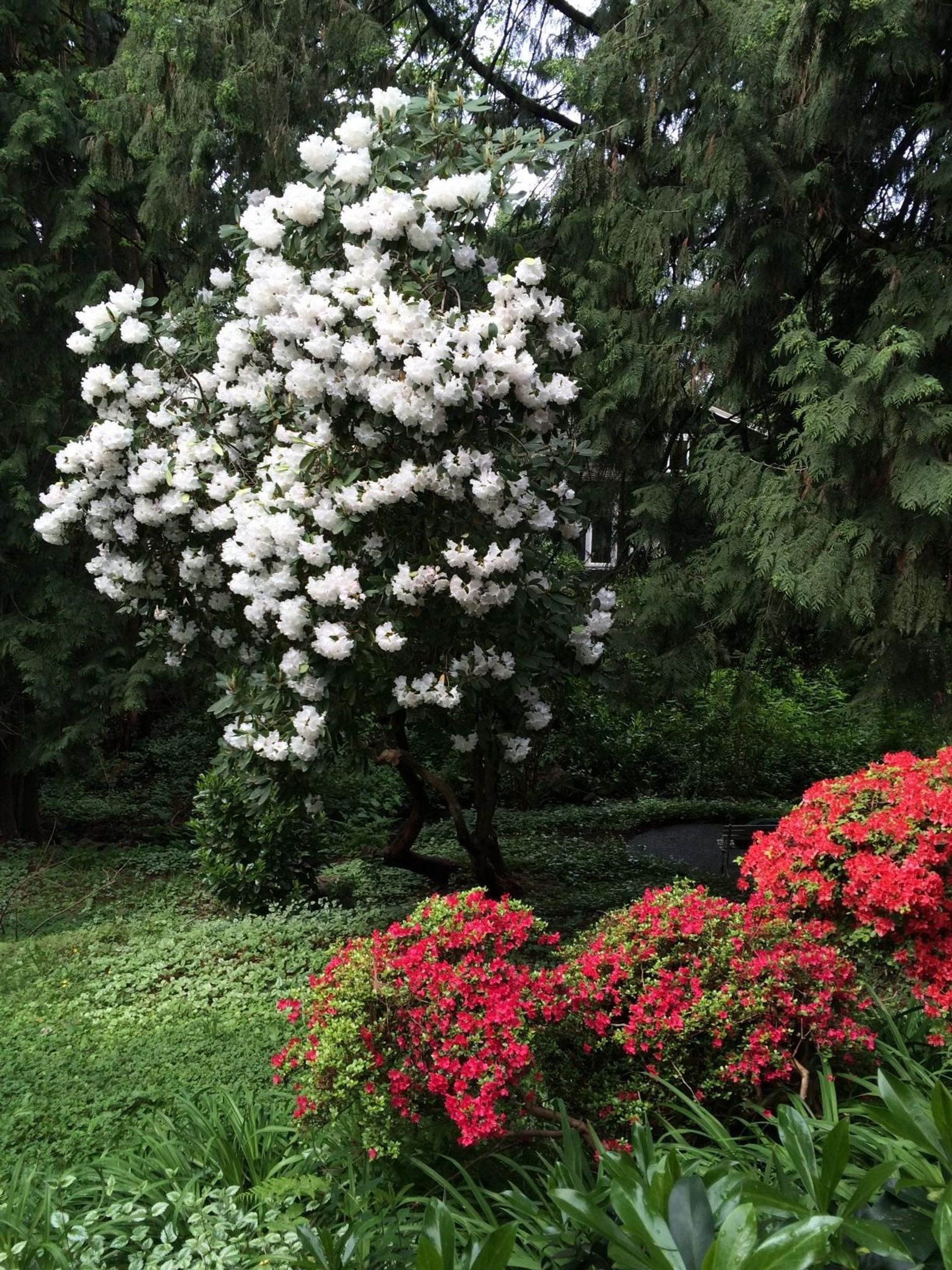 262718975-38 at 1515 Palmerston Avenue, West Vancouver