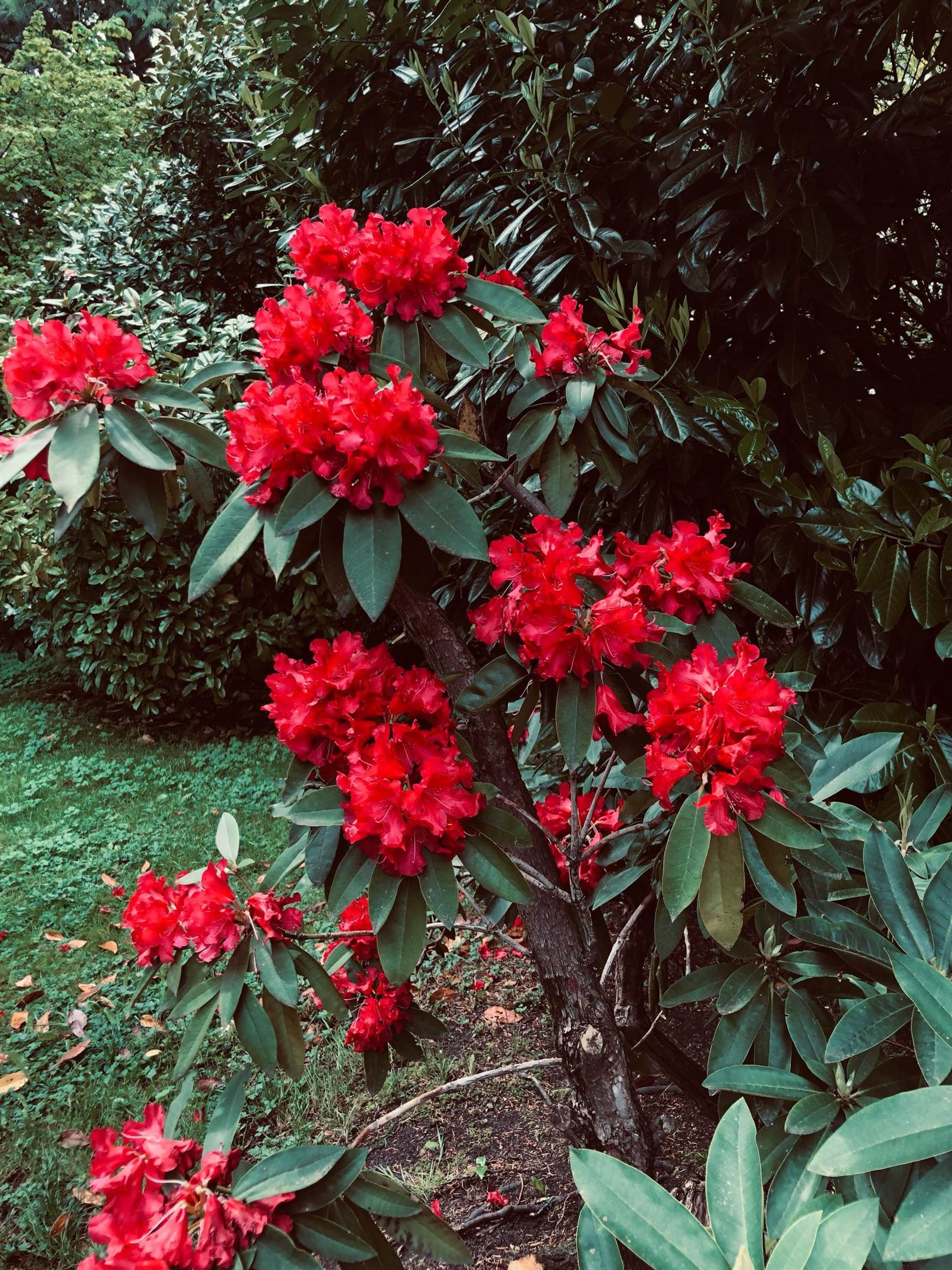 262718975-39 at 1515 Palmerston Avenue, West Vancouver