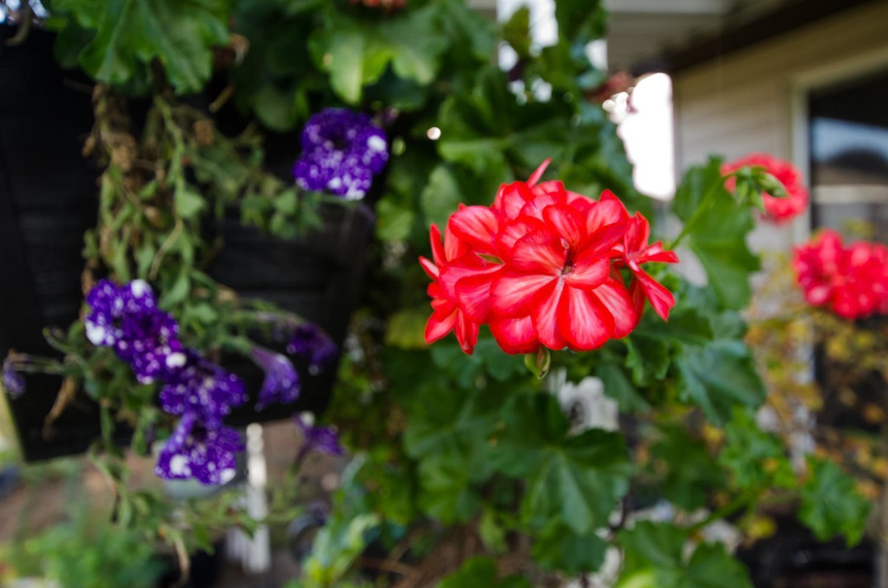 5063-westminster-avenue-neilsen-grove-ladner-06 at 5063 Westminster Avenue, Neilsen Grove, Ladner 5063-westminster-avenue-neilsen-grove-ladner-06 at 5063 Westminster Avenue, Neilsen Grove, Ladner