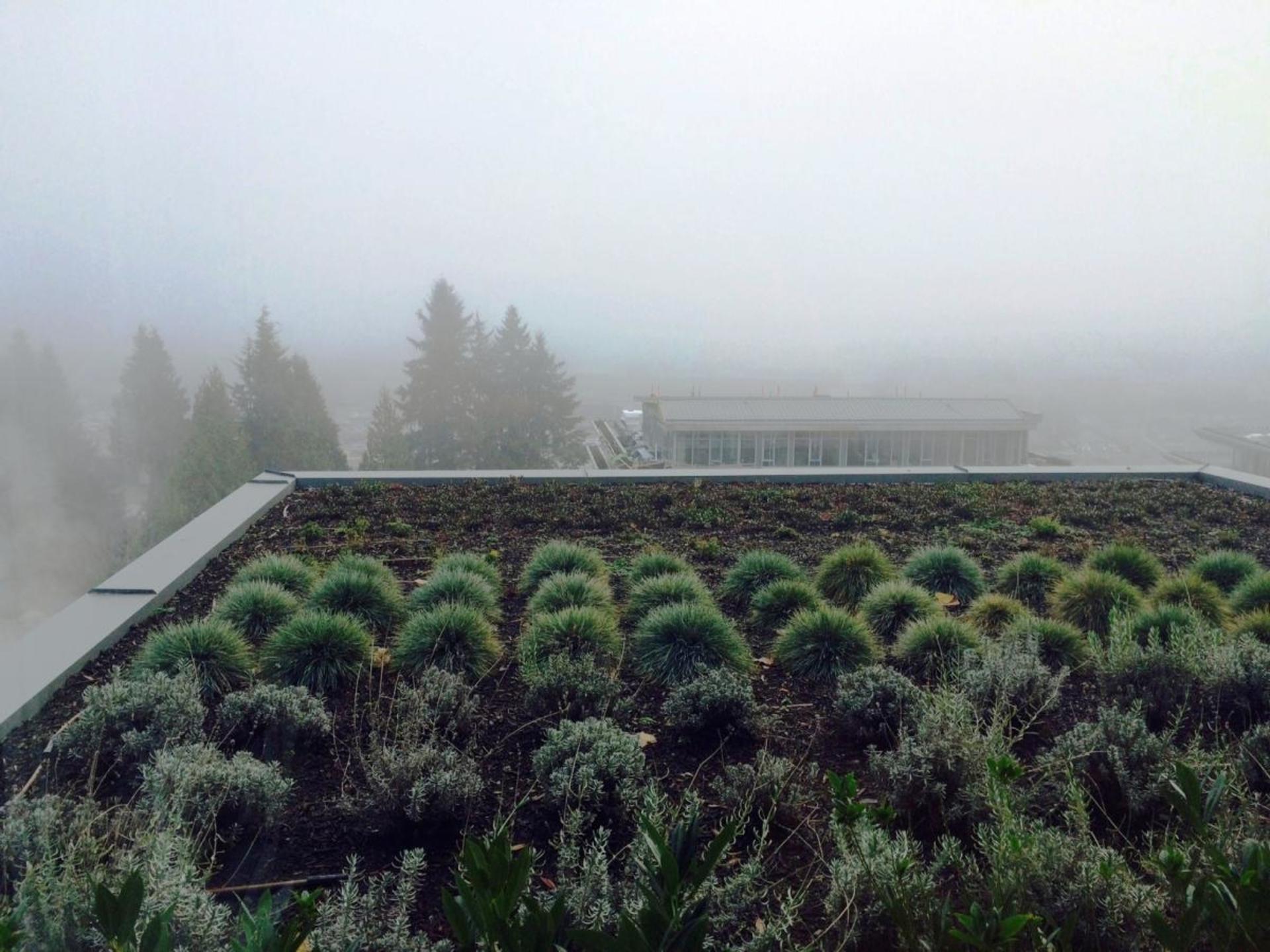 Garden at 602 - 908 Keith Road, Park Royal, West Vancouver