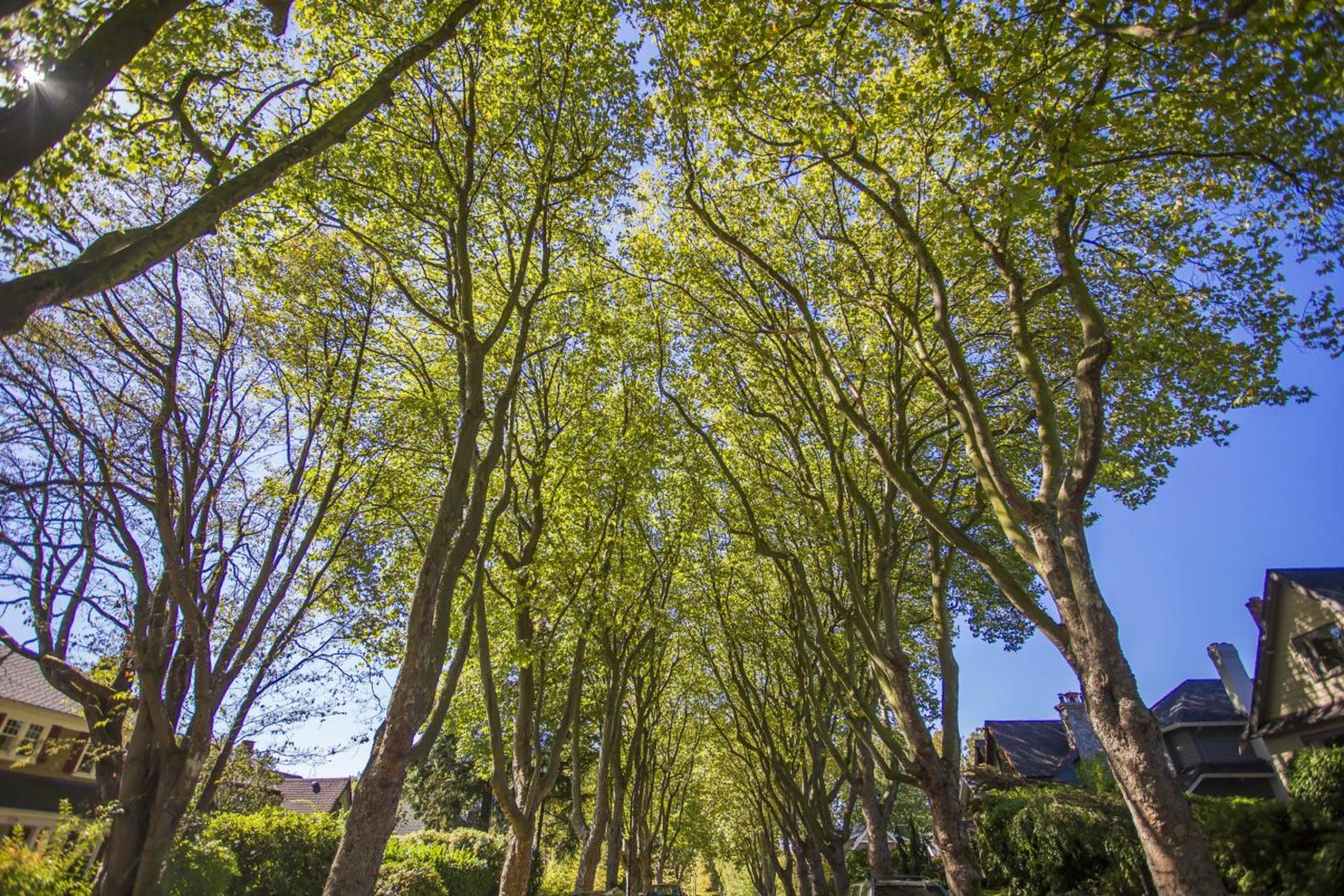 Street view at 3240 West 36th Avenue, MacKenzie Heights, Vancouver West