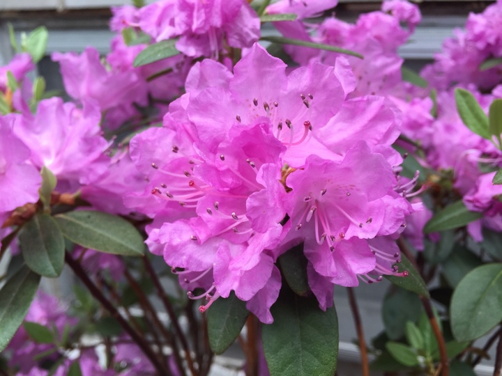 rododendron-1 at 35 Blue Ridge Road, Bayview Village, Toronto rododendron-1 at 35 Blue Ridge Road, Bayview Village, Toronto