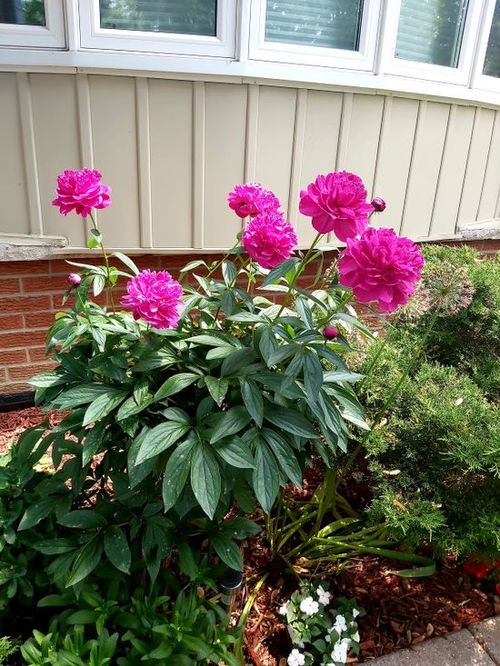 305d9ac0-9e19-49cc-8180-4bebb76af21f at 31 Rodarick Drive, Centennial Scarborough, Toronto