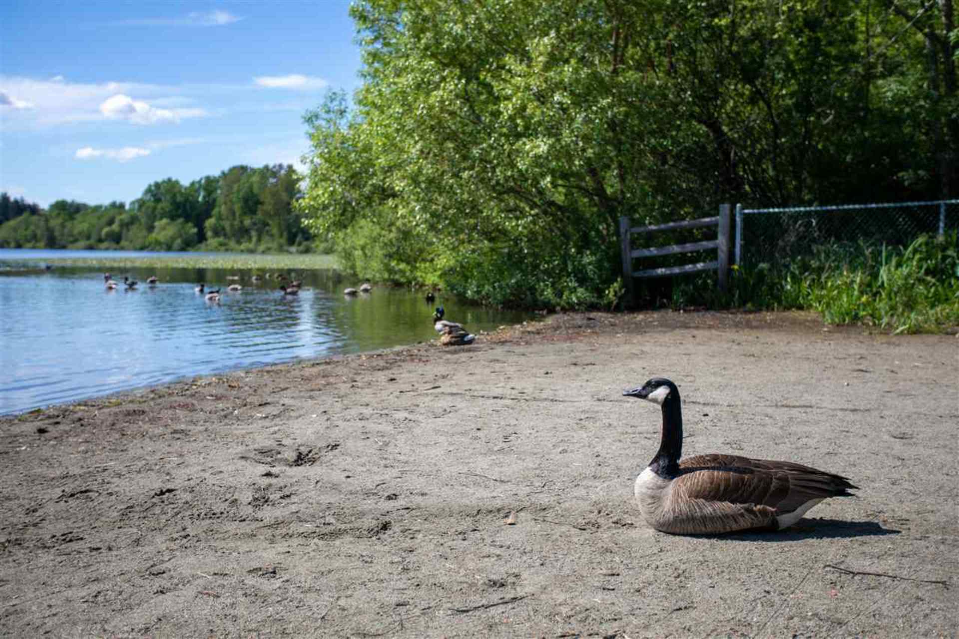 6036-brantford-avenue-upper-deer-lake-burnaby-south-14 at 6036 Brantford Avenue, Upper Deer Lake, Burnaby South