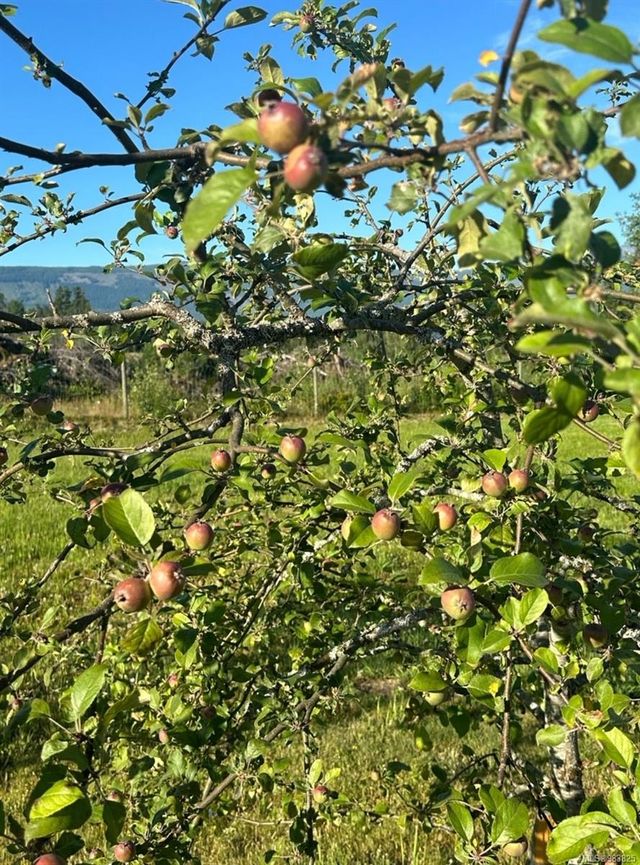 2070-sun-king-erringtoncoombshilliers-parksvillequalicum-31 at 2070 Sun King Road, Errington/Coombs/Hilliers, Parksville/Qualicum