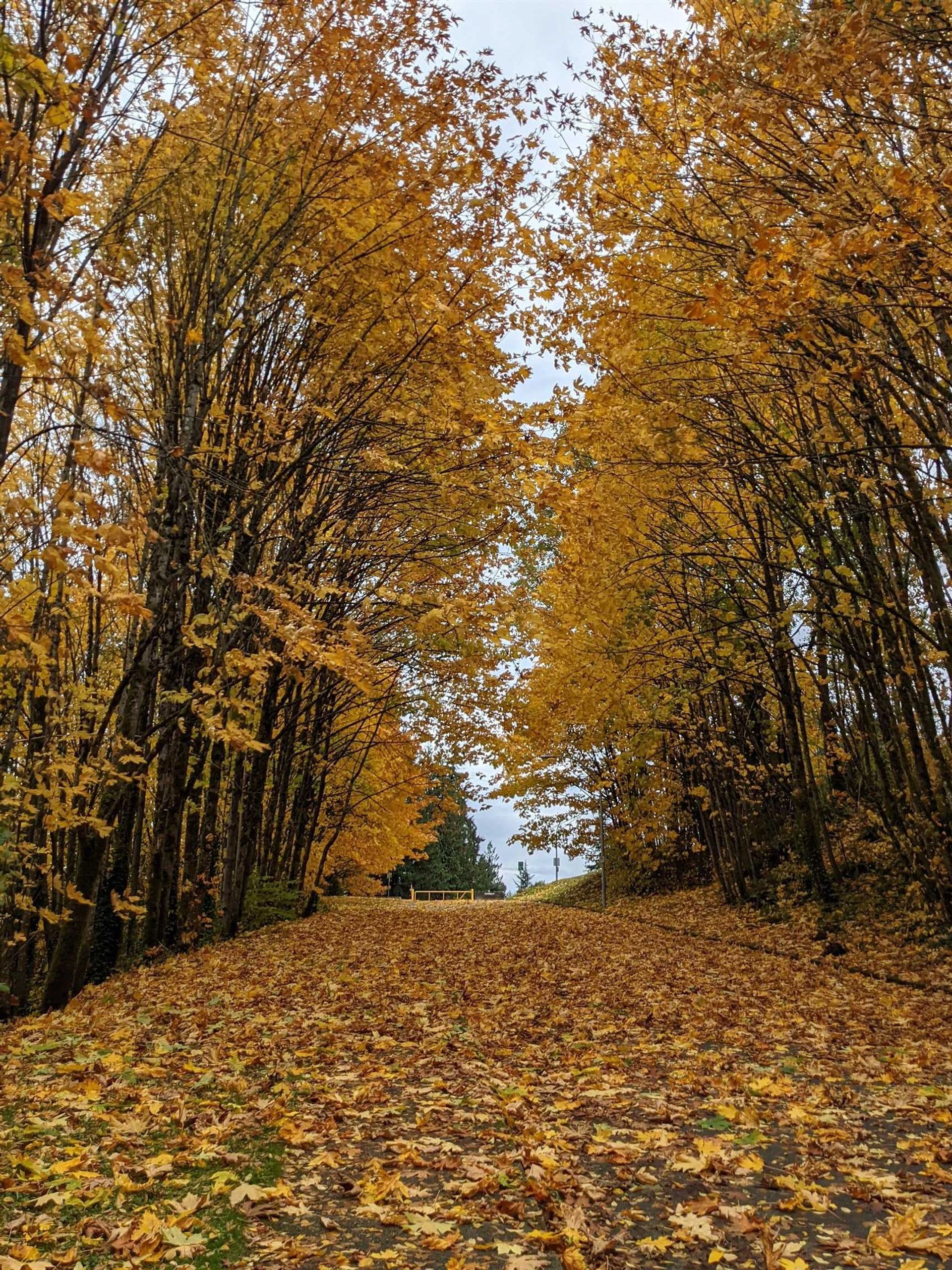 512-cardiff-way-college-park-pm-port-moody-06