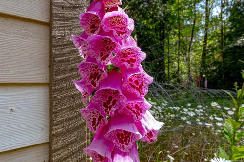 1425-todd-kangaroo-metchosin-66 at 1425 Todd Lane, Kangaroo, Metchosin