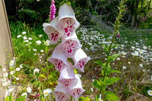 1425-todd-kangaroo-metchosin-67 at 1425 Todd Lane, Kangaroo, Metchosin