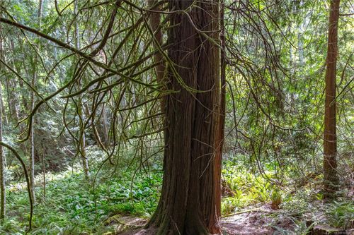 1425-todd-kangaroo-metchosin-68 at 1425 Todd Lane, Kangaroo, Metchosin