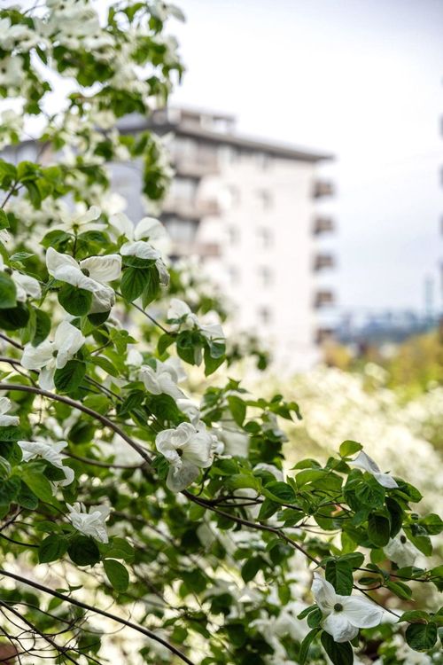 1363-clyde-avenue-ambleside-west-vancouver-27 at 309 - 1363 Clyde Avenue, Ambleside, West Vancouver